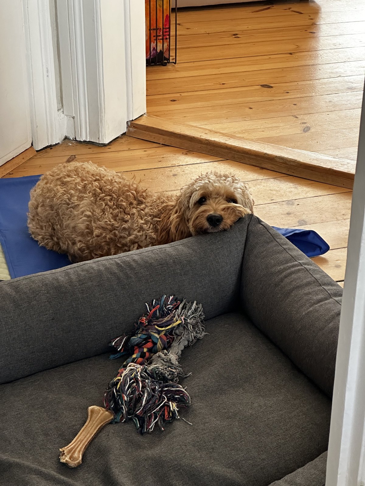 A dog relaxing at home.